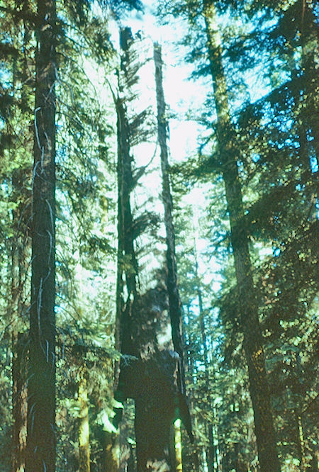 'Broken Arrow' - Sequoia National Park 15-17 Jul 1957