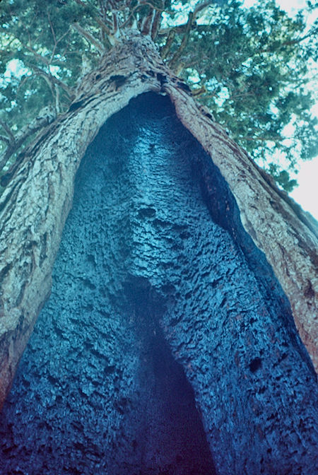 'Burned Chamber' (8) - Sequoia National Park 15-17 Jul 1957