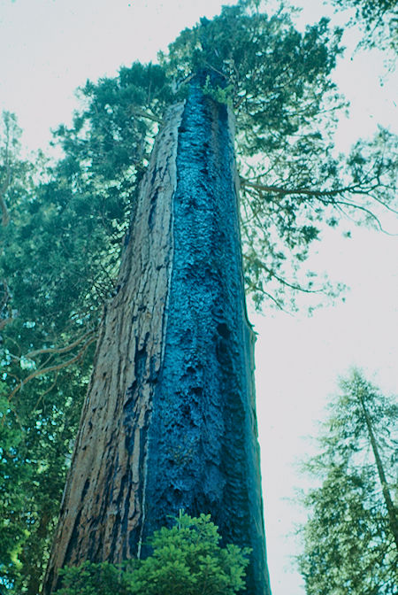 'Fire scarred giant' {9} - Sequoia National Park 15-17 Jul 1957