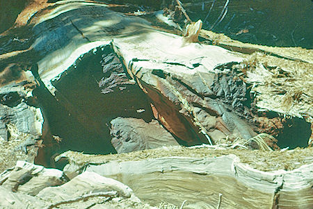 August 22, 1953 fallen tree showing wood cambium layer and bark - Sequoia National Park 15-17 Jul 1957
