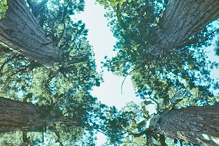 'The Cloister' - Sequoia National Park 15-17 Jul 1957
