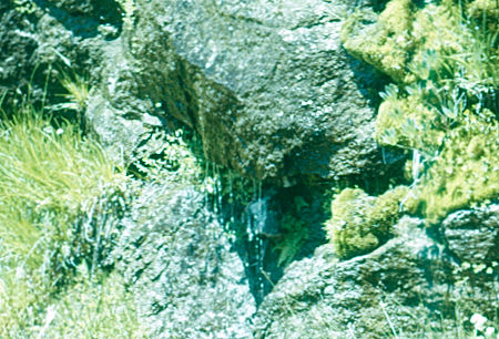 Water dripping along High Sierra Trail - Sequoia National Park 19 Jul 1957