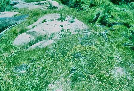 Flowers and water along High Sierra Trail - Sequoia National Park 19 Jul 1957