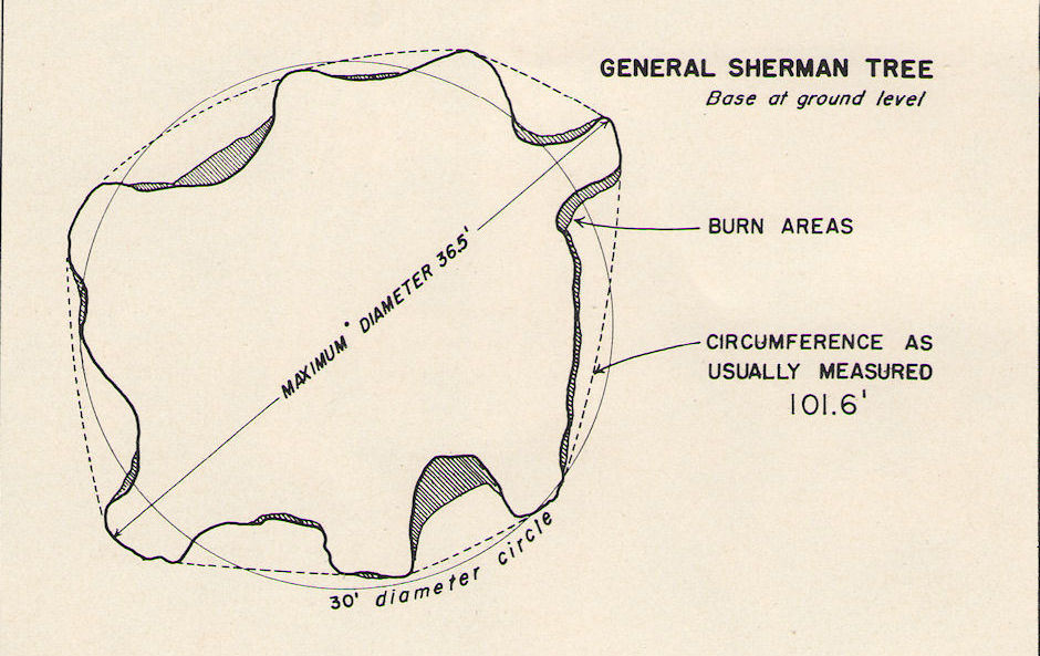 Cross sections of the base of the General Sherman Tree - Sequoia/Kings Canyon National Parks 15-17 Jul 1957