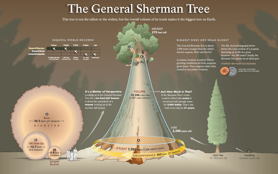 Informaton about General Sherman Tree