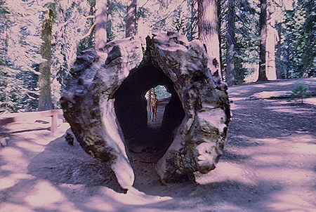 'Fallen Monarch Tree' (14) in Grant Grove - Kings Canyon National Park 02 Jun 1968