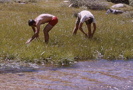 'rice pickers' at Whitney Creek - 20 Aug 1965