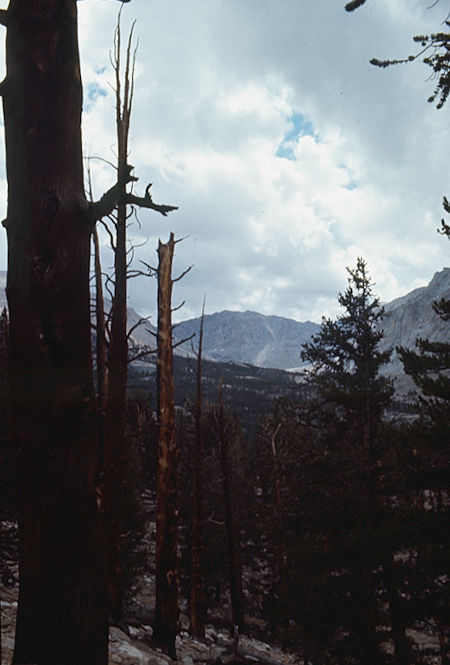 Burned trees and Mount Whitney from near Crabtree Meadows - 25 Aug 1971