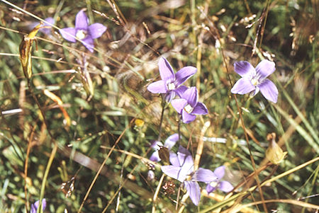 Flowers along Rock Creek - Sequoia National Park 29 Aug 1971