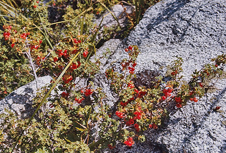 Berrys along Rock Creek - Sequoia National Park 29 Aug 1971