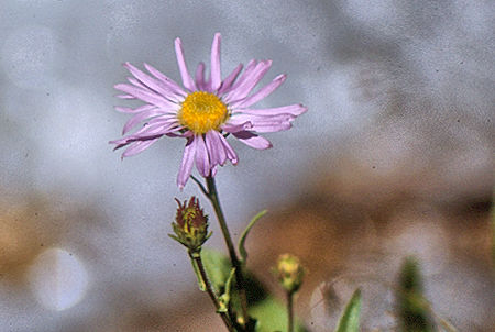 Flower on Rock Creek - Sequoia National Park 29 Aug 1971