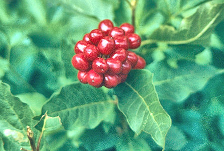 Berries on Rock Creek - Sequoia National Park 29 Aug 1971