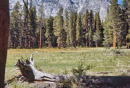 Junction Meadow - Sequoia National Park 31 Aug 1971
