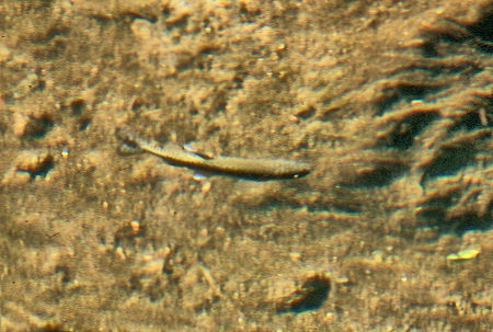 Trout in Kern-Kaweah River - Sequoia National Park 01 Sep 1971