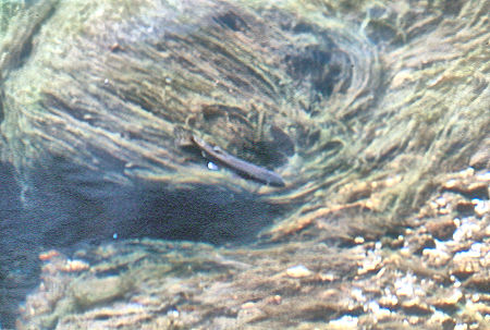 Trout in Kern-Kaweah River - Sequoia National Park 01 Sep 1971