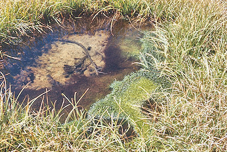Mossy pond near Avalanche Pass -  Kings Canyon National Park 04 Sep 1971