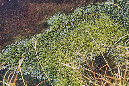 Mossy pond near Avalanche Pass -  Kings Canyon National Park 04 Sep 1971