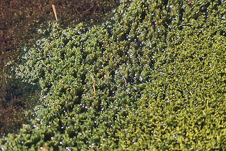 Mossy pond near Avalanche Pass - Kings Canyon National Park 04 Sep 1971