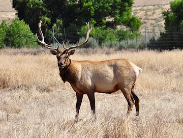 Tule Elk - California State Parks Photo