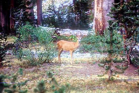 Deer at Huckleberry Lake - Emigrant Wilderness - Aug 1966