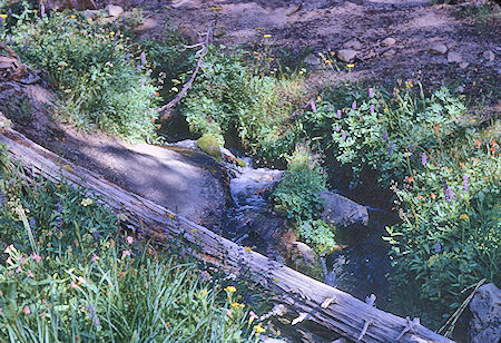Stream on trail to Deer Creek - John Muir Wilderness 19 Aug 1967