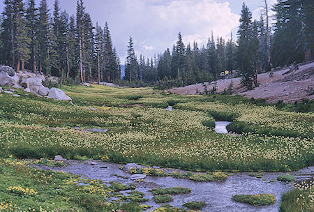 Flowery meadow along the trail - John Muir Wilderness 19 Aug 1967