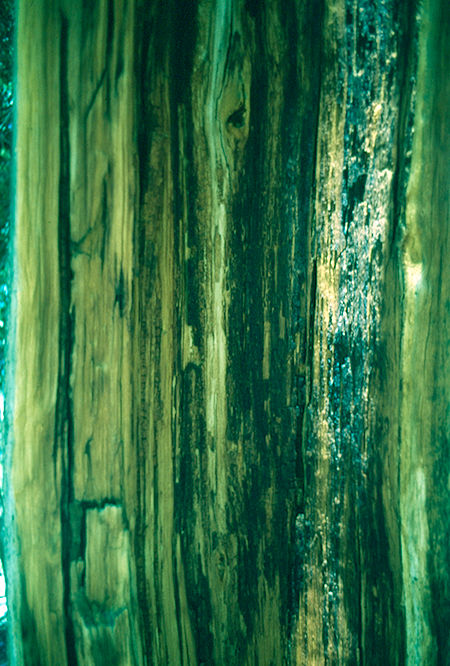Tree - John Muir Wilderness 31 Aug 1976