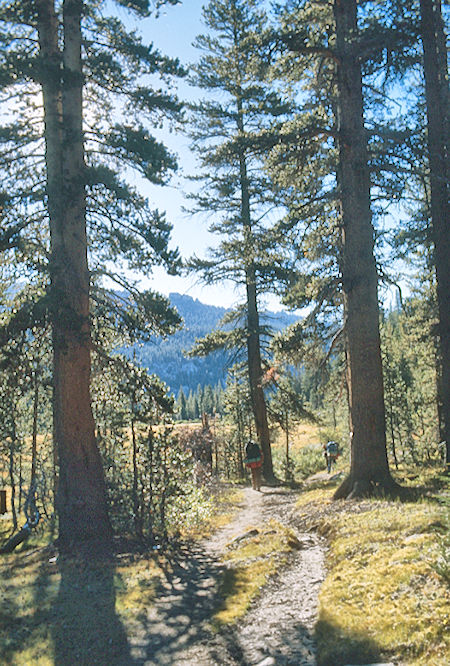 Silver Pass Creek Trail - John Muir Wilderness 01 Sep 1976