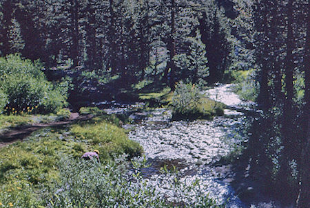 Mono Creek below camp - John Muir Wilderness 13 Aug 1962