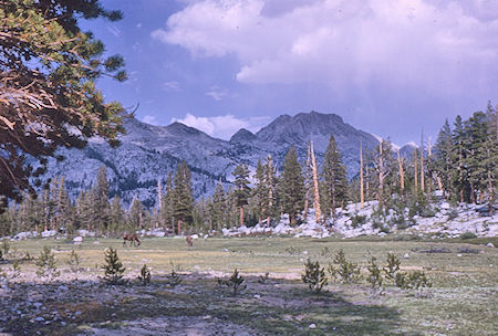 Rose Marie Meadow from camp - John Muir Wilderness 14 Aug 1962