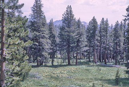 Meadow along the trail - John Muir Wilderness 15 Aug 1962