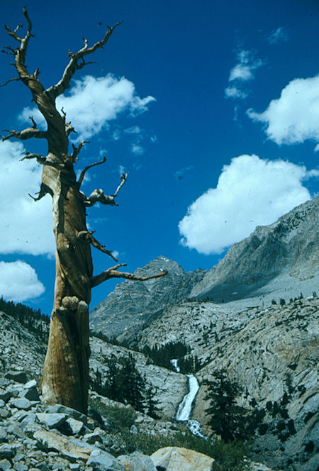 Pine Creek - John Muir Wilderness 04 Jul 1975