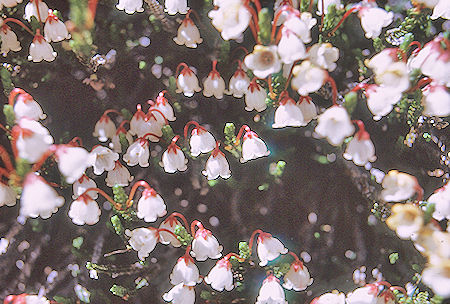 Flowers in LeConte Canyon - Kings Canyon National Park 21 Aug 1969