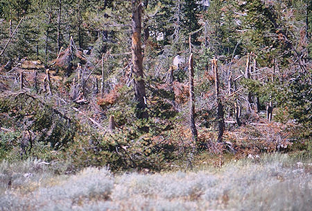 LeConte Canyon avalanche tree damate - Kings Canyon National Park 30 Aug 1969