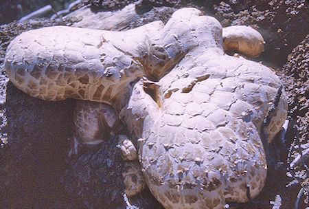 Mushroom near Marion Lake - Kings Canyon National Park 27 Aug 1969