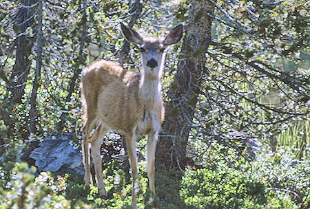 Deer near camp - Kings Canyon National Park 29 Aug 1969