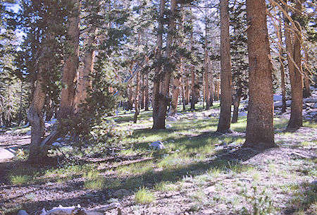 Beautiful park like forest - Kings Canyon National Park 29 Aug 1969