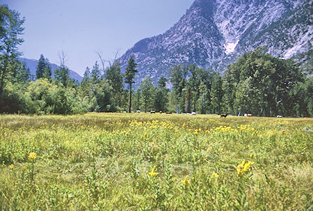 Packer's stock grazing in Simpson Meadow - Kings Canyon National Park 29 Aug 1969