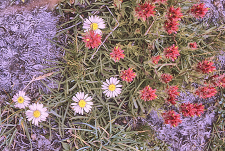 Flowers in Upper Basin - Kings Canyon National Park 25 Aug 1970