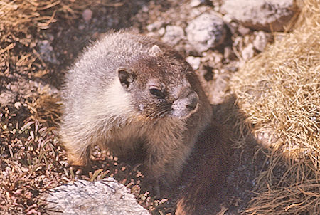Marmot at John Muir Trail - Kings Canyon National Park 24 Aug 1975