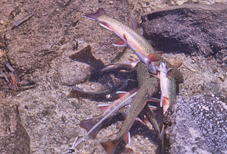 The fish string at Rae Lake - Kings Canyon National Park 23 Aug 1963