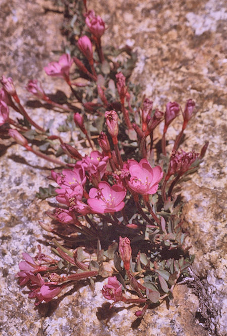 Flowers in Sixty Lakes Basin on way to Mount Cotter - Kings Canyon National Park 01 Sep 1970