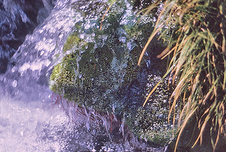 Moss in stream in Sixty Lakes Basin - Kings Canyon National Park 02 Sep 1970
