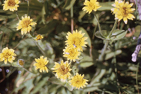 Flowers in Sixty Lakes Basin - Kings Canyon National Park 02 Sep 1970