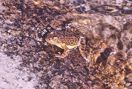 Frog in stream in Sixty Lakes Basin - Kings Canyon National Park 02 Sep 1970