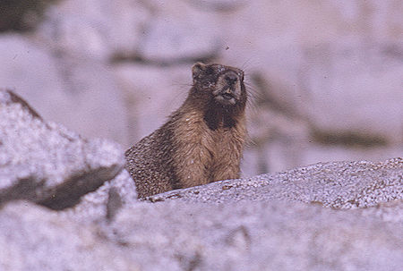 Marmot enroute to Gardiner Basin in Sixty Lakes Basin<br>Kings Canyon National Park 03 Sep 1970