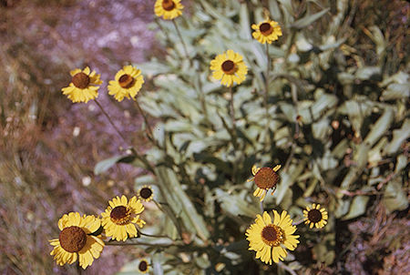 Flowers along Gardiner Creek - Kings Canyon National Park 03 Sep 1970