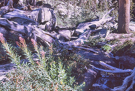 Trees and flowers along Gardiner Creek - Kings Canyon National Park 04 Sep 1970