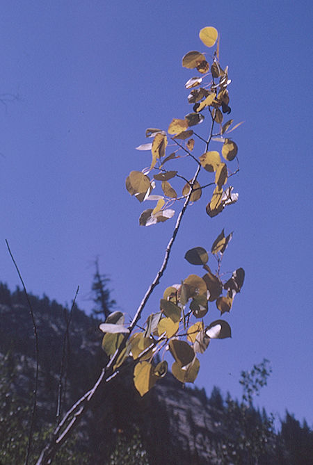 Plant on  Gardiner Creek - Kings Canyon National Park 04 Sep 1970