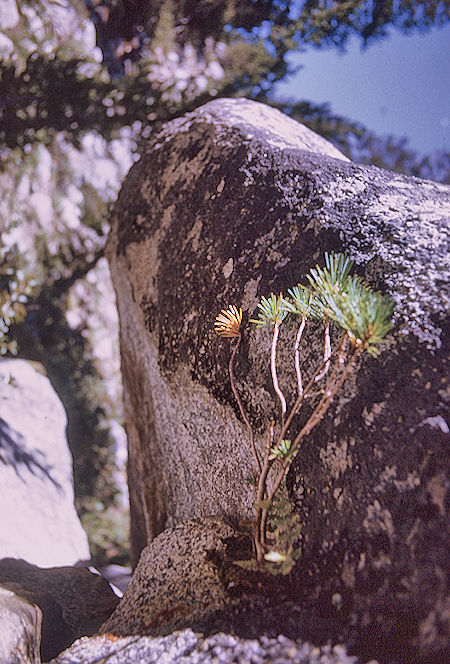 Tree at Lake near Gardiner Pass  - Kings Canyon National Park 04 Sep 1970